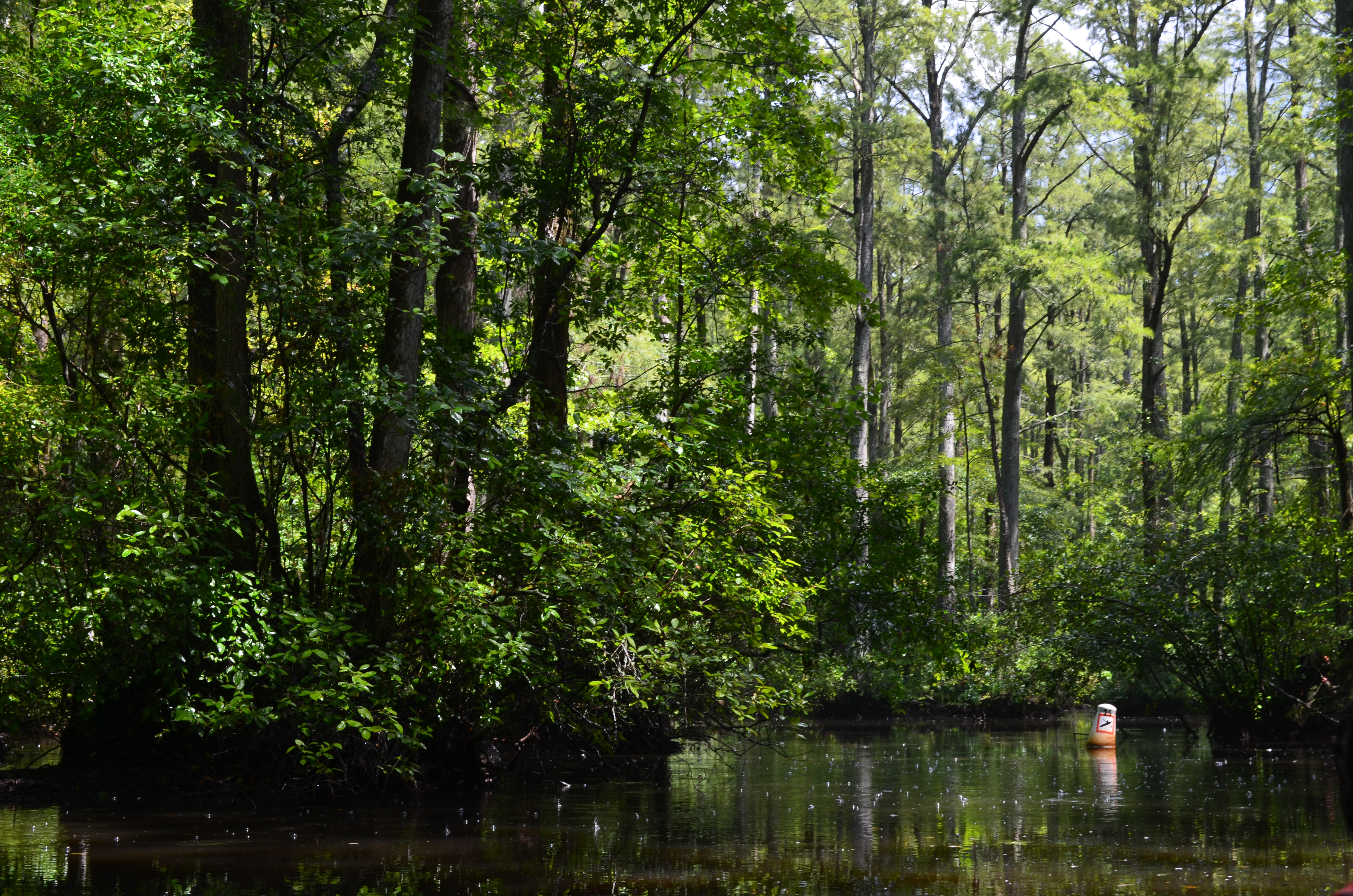 ./2017/13 - Roberson Millpond Preserve/DSC_0592.JPG